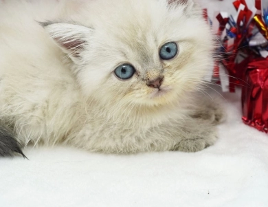 Jozie Persian