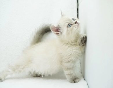 Jozie Persian