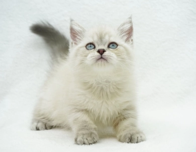 Jozie Persian