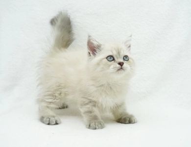 Jozie Persian