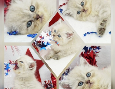 Jozie Persian