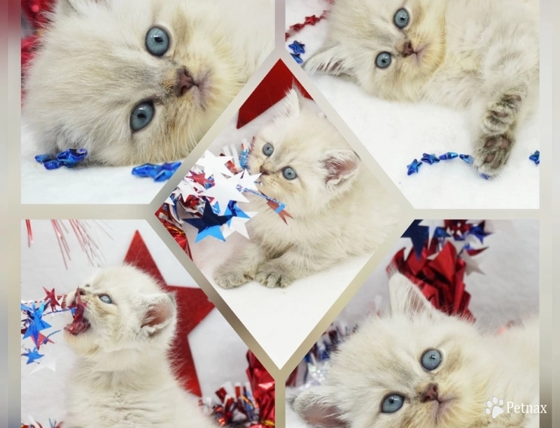 Jozie Jozie Persian