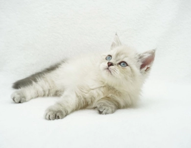 Jozie Persian