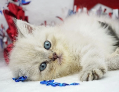 Jozie Persian