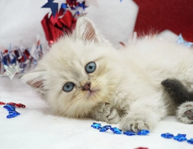 Jozie Persian