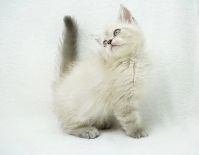 Jozie Persian
