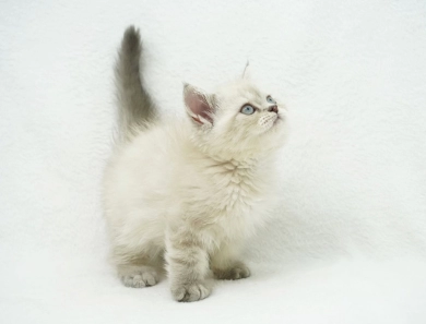 Jozie Persian