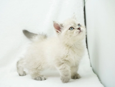 Jozie Persian