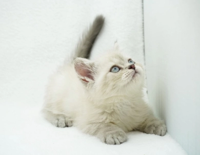 Jozie Persian
