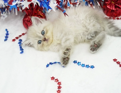 Jozie Persian