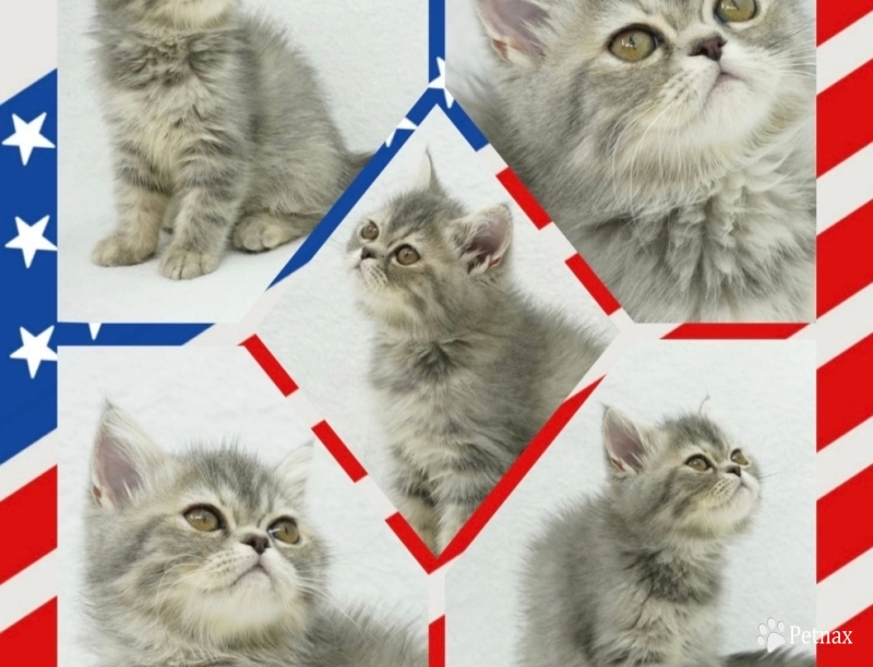Paige Paige Persian