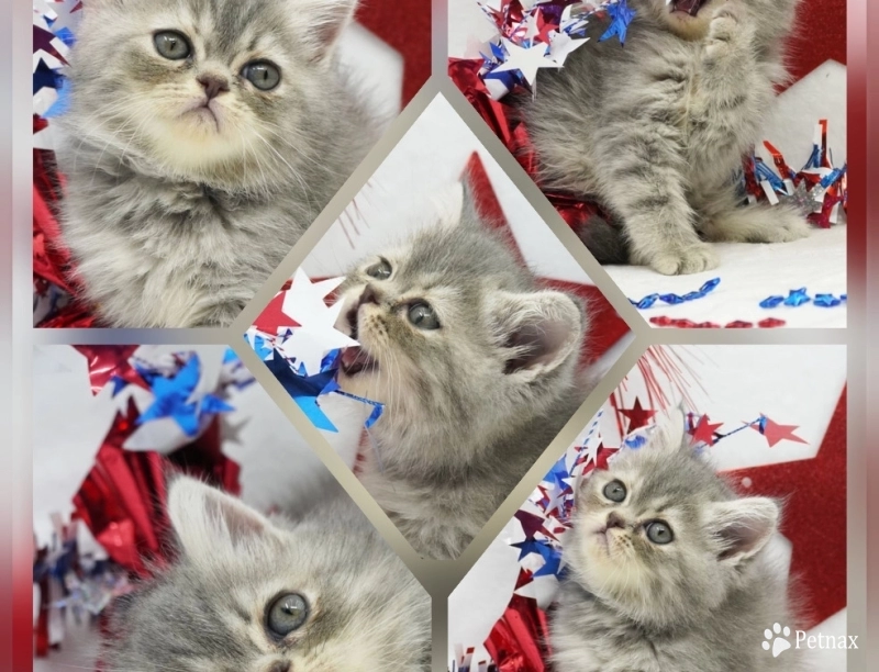 Paige Paige Persian