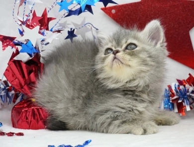 Paige Persian