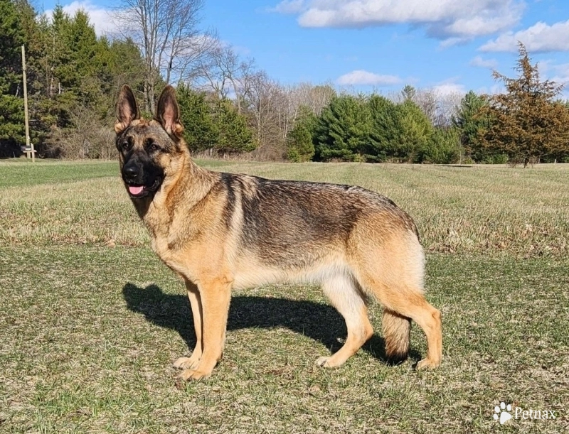 Avarie Von WestLynn German Shepherd
