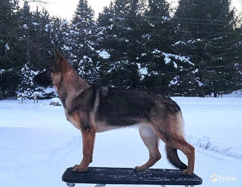 Avarie Von WestLynn German Shepherd