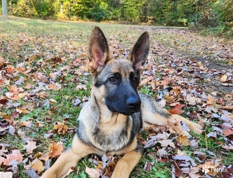Avarie Von WestLynn German Shepherd