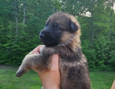 Von WestLynn's Bad Intentions German Shepherd