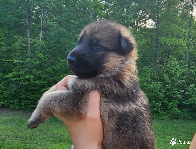 Von WestLynn's Bad Intentions Von WestLynn's Bad Intentions German Shepherd