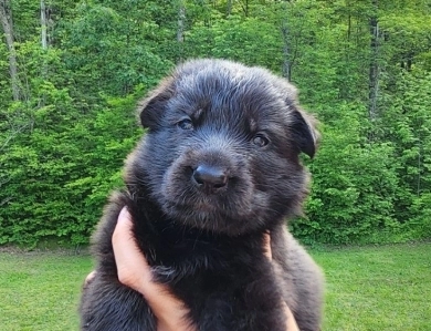 Alexandria German Shepherd
