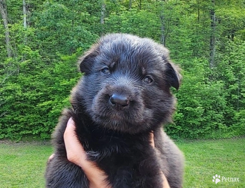 Alexandria Alexandria German Shepherd