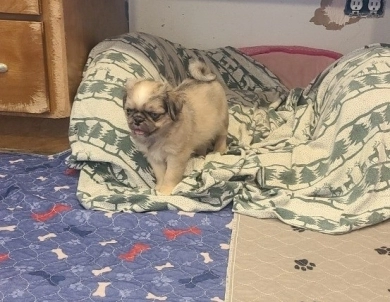 Gorgeous Pug