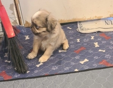 Gorgeous Pug