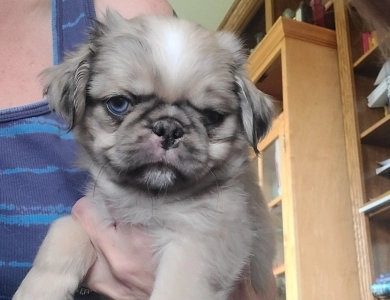 Gorgeous Pug