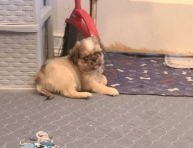 Gorgeous Pug