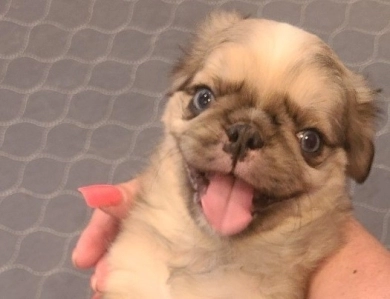 Gorgeous Pug