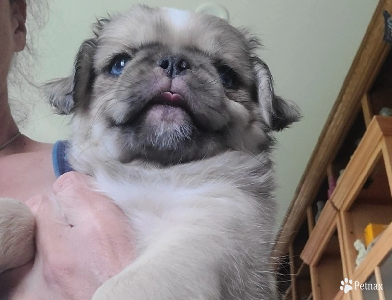 Gorgeous Gorgeous Pug
