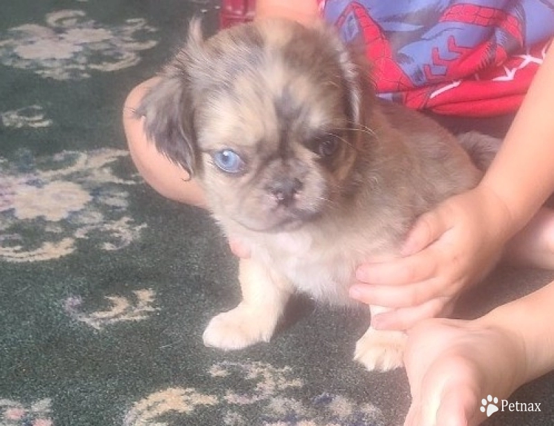 So cute So cute Pug