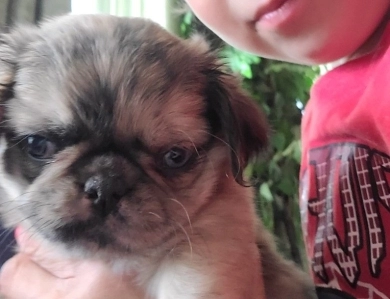 So cute Pug