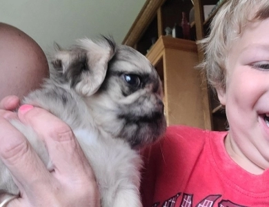 So cute Pug