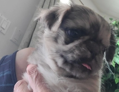 So cute Pug