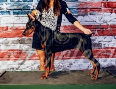 Amara Doberman Pinscher