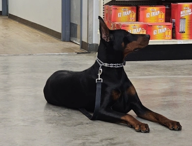 Amara Doberman Pinscher