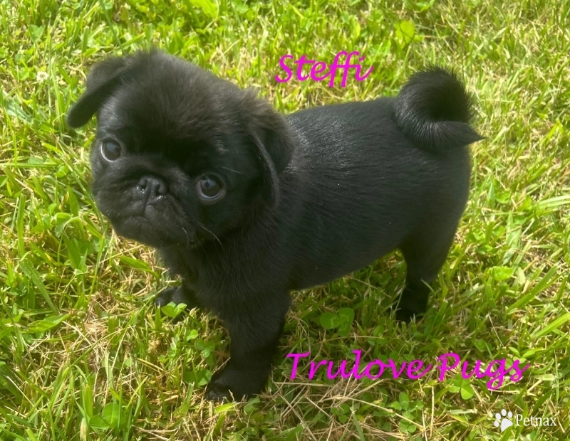 Steffi Steffi Pug