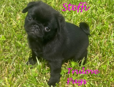 Steffi Pug