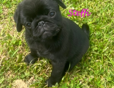 Steffi Pug