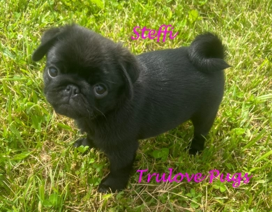 Steffi Pug