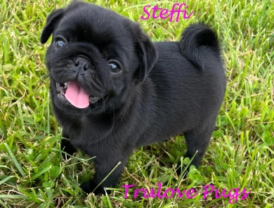 Steffi Pug