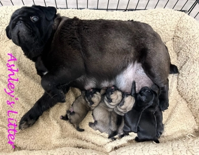 Ashley's Babies