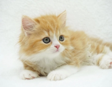 Pebbles Persian
