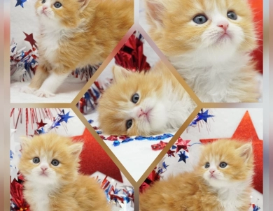 Pebbles Persian