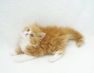 Pebbles Persian