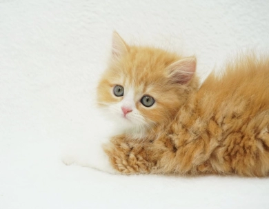Pebbles Persian