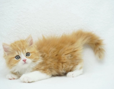 Pebbles Persian