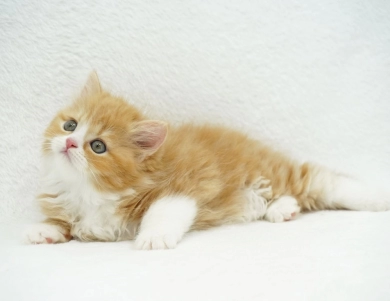 Pebbles Persian