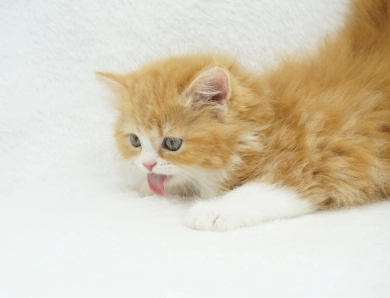 Pebbles Persian
