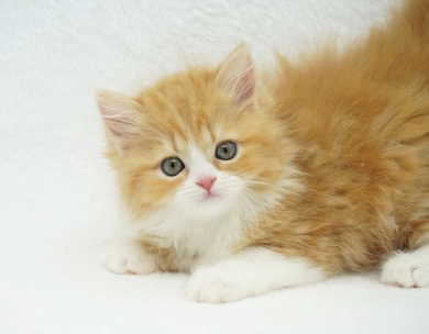 Pebbles Persian